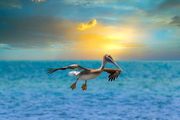 istock Pelican flying over the sea on the sunset 1418534908