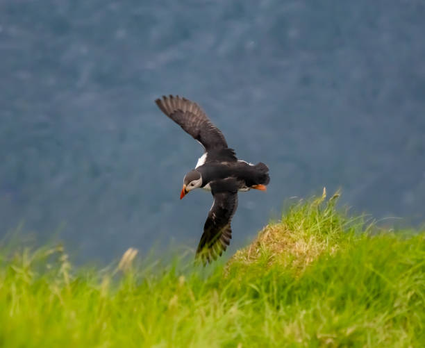 A puffin flying near the steep cliffs of of Kallur lighthouse on Kalsoy Island, northern Faroe Islands (Faroes, Faeroes, FÃ¸roya, FÃ¦rÃ¸erne), Denmark. A puffin flying near the steep cliffs of of Kallur lighthouse on Kalsoy Island, northern Faroe Islands (Faroes, Faeroes, FÃ¸roya, FÃ¦rÃ¸erne), Denmark. fã stock pictures, royalty-free photos & images