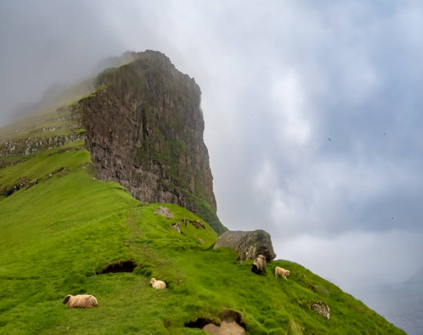 The stunning cliffs of Kallur lighthouse on Kalsoy Island, northern Faroe Islands (Faroes, Faeroes, FÃ¸roya, FÃ¦rÃ¸erne), Denmark. The stunning cliffs of Kallur lighthouse on Kalsoy Island, northern Faroe Islands (Faroes, Faeroes, FÃ¸roya, FÃ¦rÃ¸erne), Denmark. fã stock pictures, royalty-free photos & images