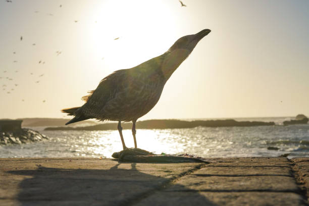 White Seagull in Essaouira, Morocco
