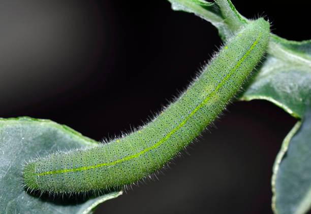 Cabbage Worm stock photo