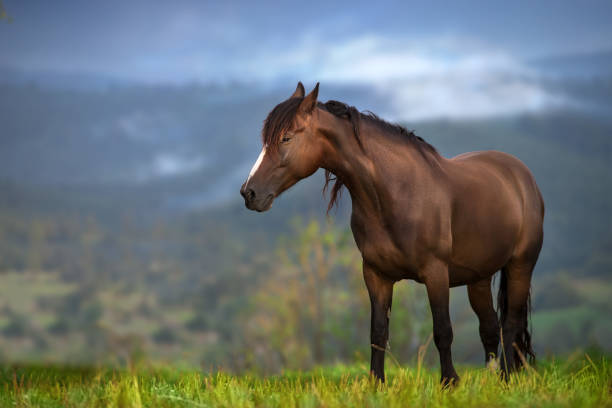 istock Horse on pasture in mountain landscape 1418546279