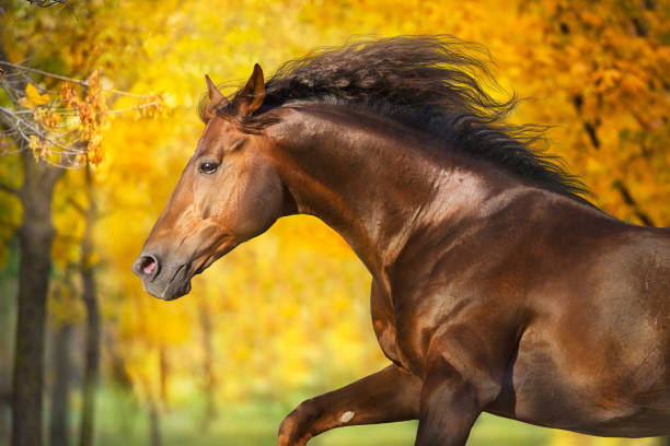 istock Horse in autumn park 1418546322