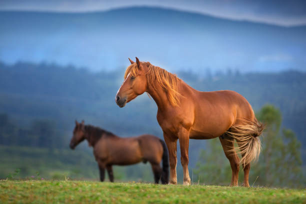 istock Horse on pasture in mountain landscape 1418546331