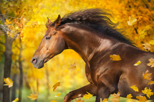 istock Horse in autumn park 1418546339