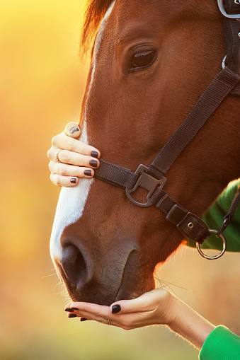 Hands touching the horse head. Horse and girl friendship