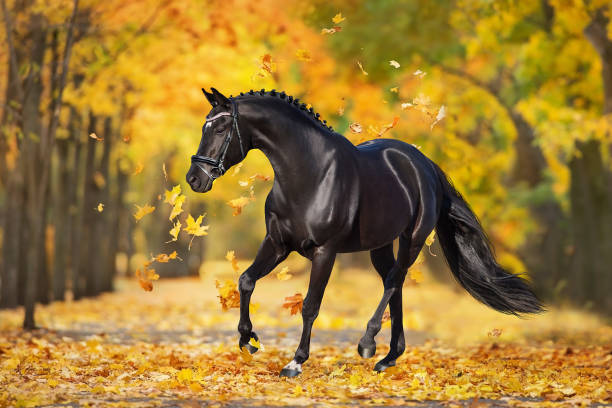 istock Horse in autumn park 1418546360