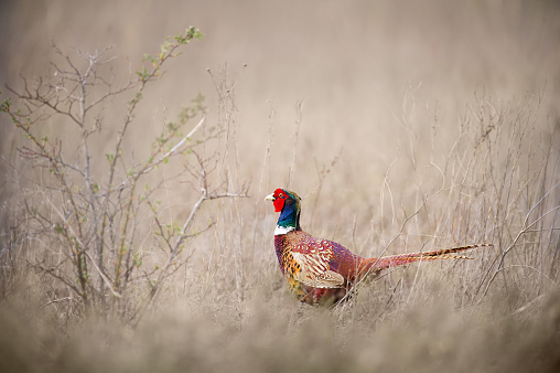 Male Ring-necked pheasant on the field