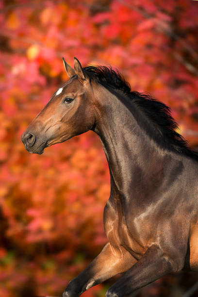 istock Horse in orange autumn trees 1418547595