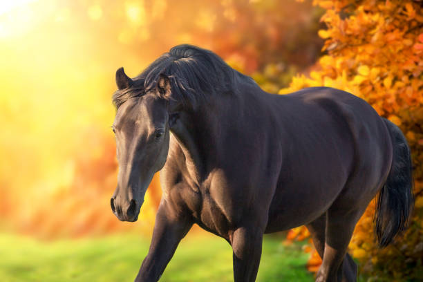 istock Horse in orange autumn trees 1418547606