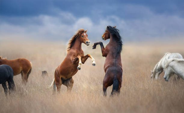 istock Two horse rearing up in herd 1418547688