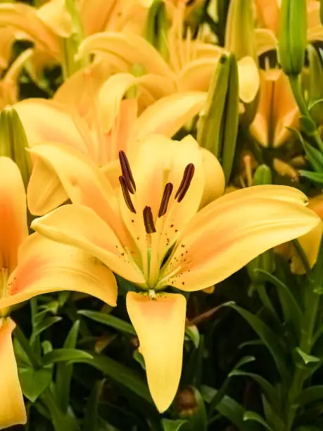 Brilliant yellow Asiatic lilies ready for display.