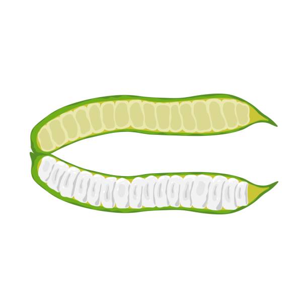 illustrazioni stock, clip art, cartoni animati e icone di tendenza di fagiolini isolati su sfondo bianco. leguminose, leguminose. cialde guaba ice cream beans o inga edulis. illustrazione vettoriale. - green bean isolated food white background