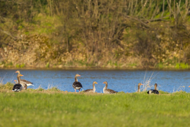 Great Goose, (Anser anser), Southern Bohemia, Czech Republic