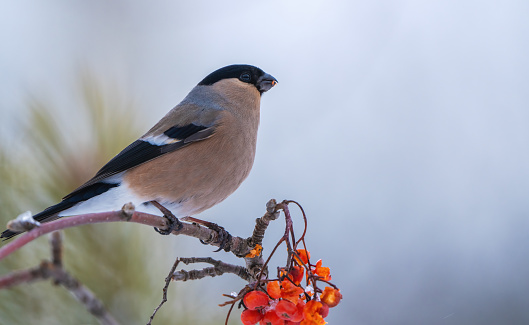 The bullfinch bird, pyrrhula, sits on a branch of a red mountain ash on a sunny frosty day