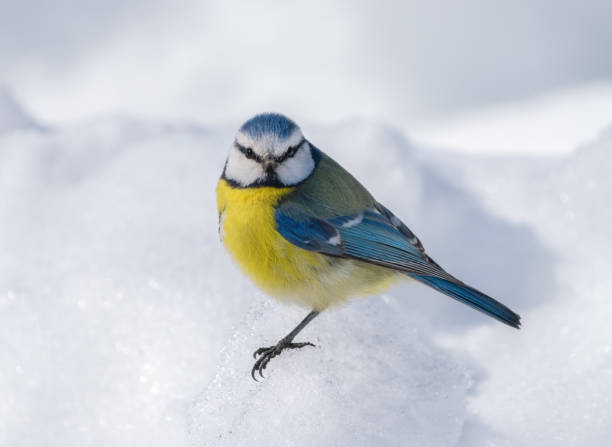 istock The blue tit bird, Parus caeruleus, stands on a snow hummock among a snowdrift 1418561088
