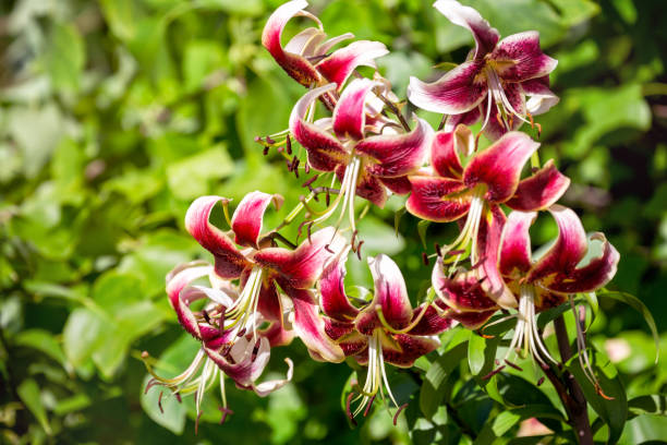 istock Lily in the garden 1418562149