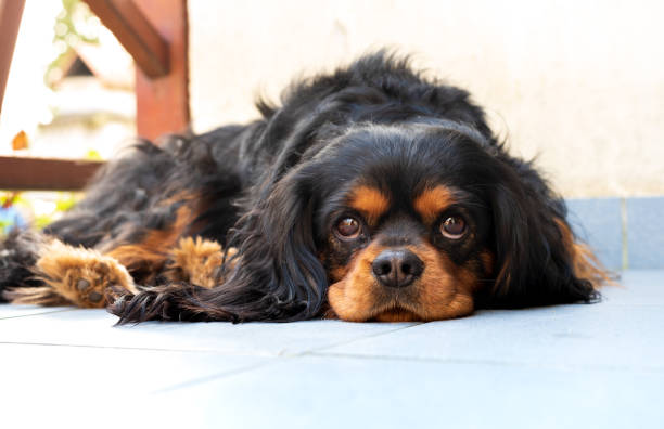 istock Cavalier King Charles Spaniel dog in the breed's typical sweet pose. Black and tan colored. 1418565494