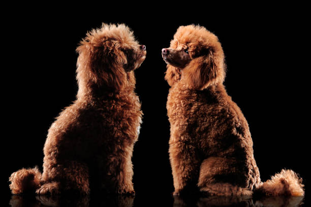 Brown poodle looking at himself after grooming procedures against black background