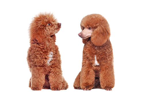 Comparison of brown poodle before and after grooming at the white background