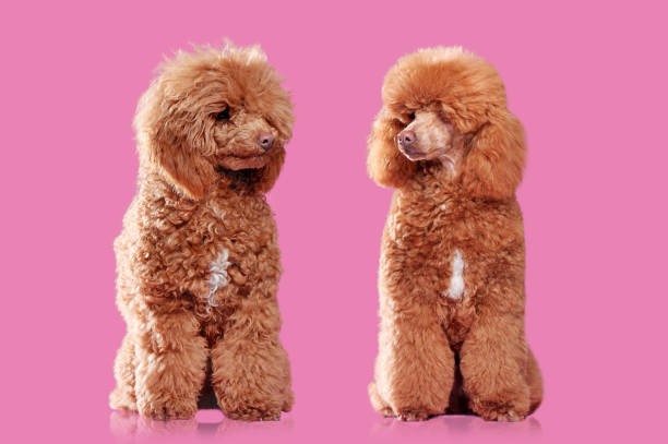 istock Comparison of poodle before and after grooming against pink background 1418566843
