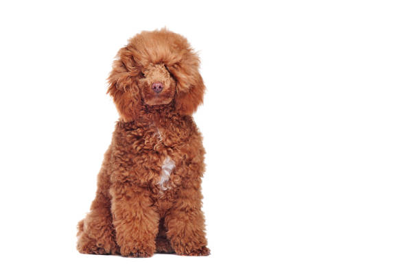 istock Front view portrait of a sitting poodle before grooming 1418566869