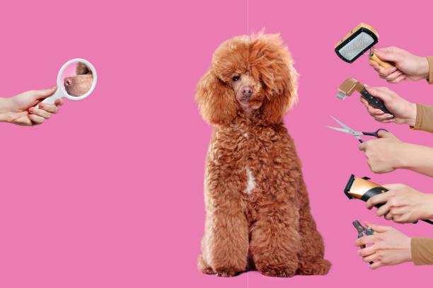 istock Furry poodle at the grooming procedures against pink background 1418566902