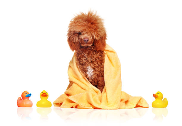 istock Poodle covered with towel after bath 1418566953