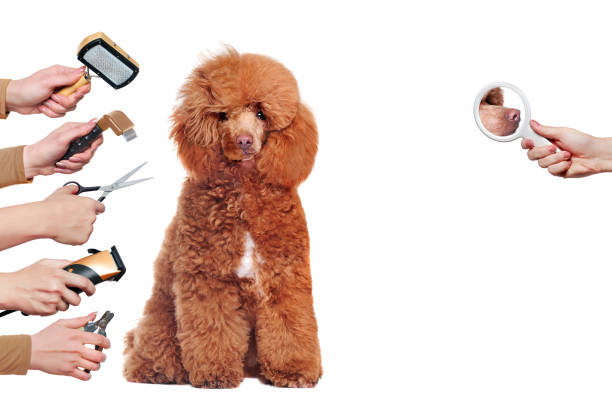 istock Poodle dog half groomed surrounded by hands with tools 1418566964