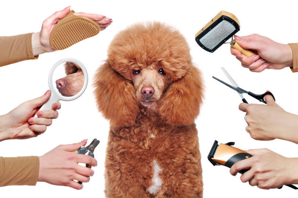 istock Poodle isolated on white background getting grooming procedures 1418566999