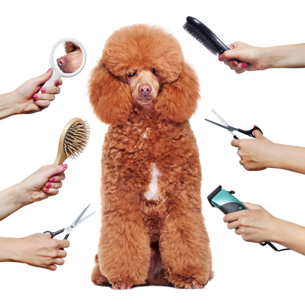 istock Poodle with a hairstyle surrounded by  hands with groomer tools 1418567002