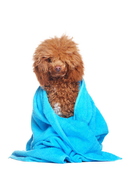 istock Pretty poodle in blue towel isolated on white 1418567061