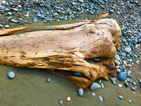 Large log of drift wood washed up on beach