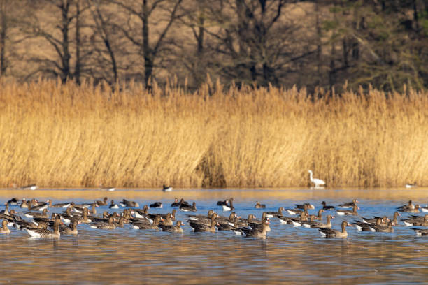 istock Great Goose, (Anser anser), Southern Bohemia, Czech Republic 1418572731