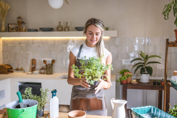 istock Woman potting plants at home 1418573196