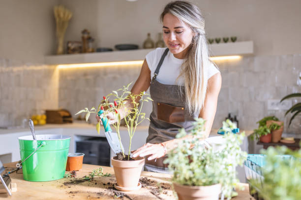 istock Woman potting plants at home 1418574174