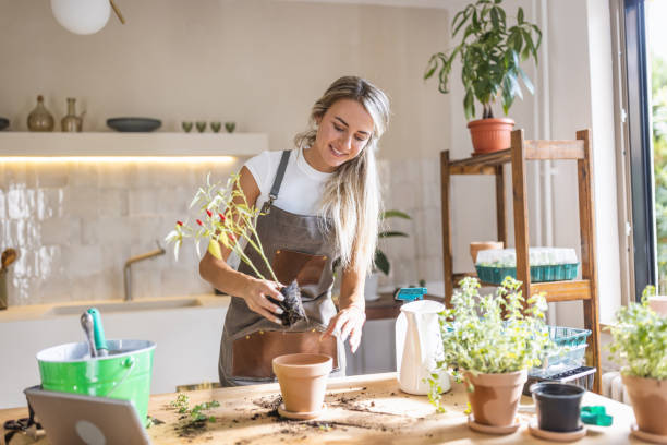istock Woman potting plants at home 1418574824