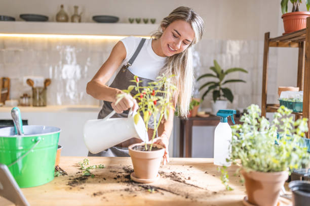 istock Watering my houseplants 1418574989