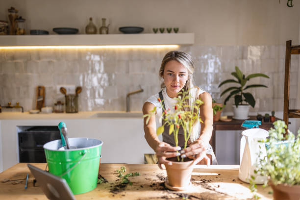 istock Woman potting plants at home 1418576049