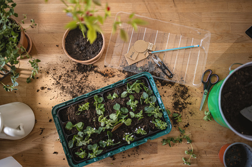 Gardening, planting at home concept.