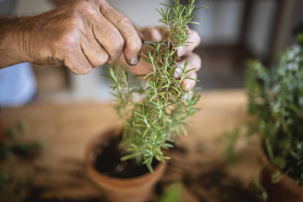 istock Active senior men planting at home 1418576282