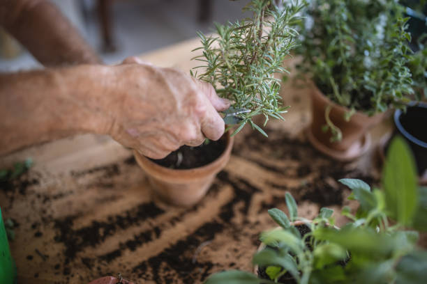 istock Active senior men planting at home 1418576761