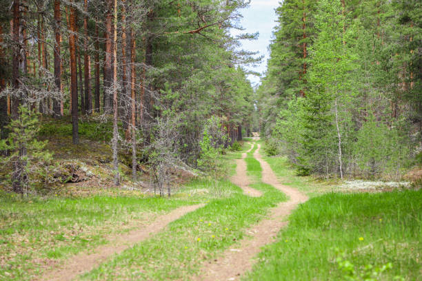 istock Dirt road with through the lush pine forest 1418576975