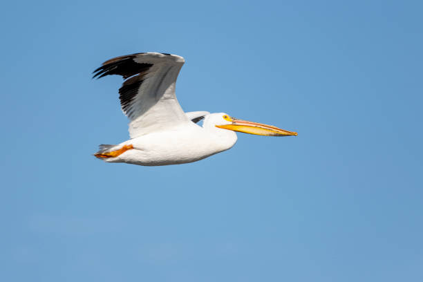 istock American white pelican (Pelecanus erythrorhynchos) in flight 1418578662