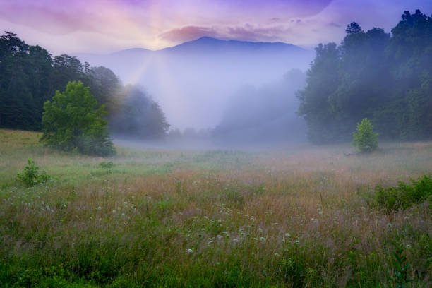 mountains on a foggy day with the sun coming up and wildflowers in the meadow.  sun rays piercing the clouds.  cades cove  great smoky mountains national park. - great smoky mountains great smoky mountains national park mountain smoke imagens e fotografias de stock