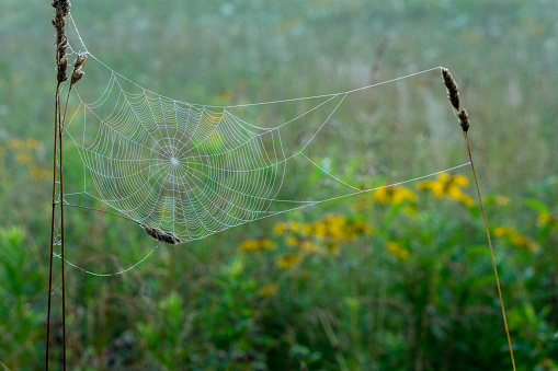 Spiderwebs dripping with morning dew on a foggy day in Cades Cove Great Smoky Mountains National Park.