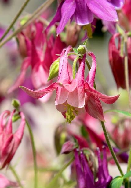 istock Columbine Flower 1418582317