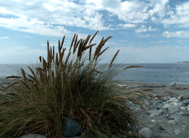 istock Tall beachgrass in front of Point Wilson lighthouse -2 1418584401