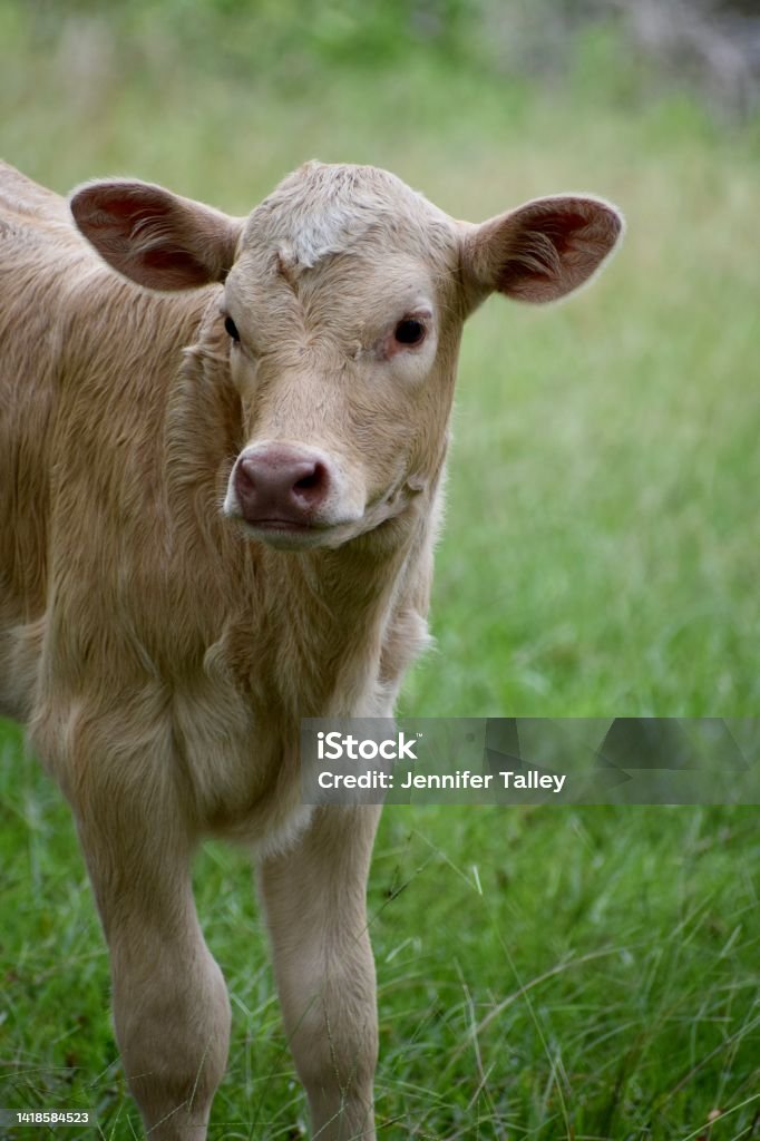 Cream Calf III Cream colored calf in green pasture looking to left Agricultural Field Stock Photo