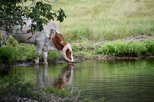 Longhorn drinking from lake with reflection and grassy background